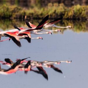 Una vacanza sull’Isola di Albarella: mare, natura e sport sul Delta del Po