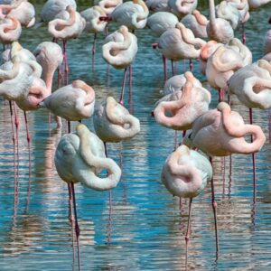 Una vacanza sull’Isola di Albarella: mare, natura e sport sul Delta del Po