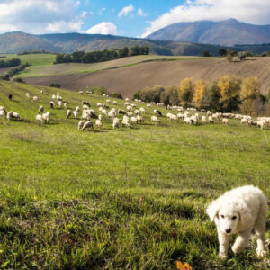 Visitare le Marche percorrendo la Via delle Abbazie