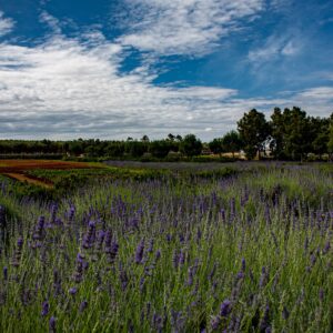 N&B cosmesi bio: dalla natura il cibo puro per la pelle