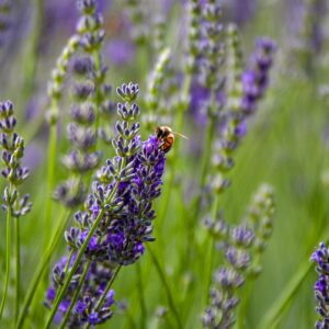 N&B cosmesi bio: dalla natura il cibo puro per la pelle