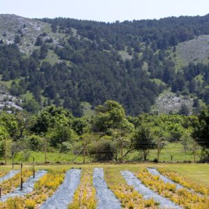 Coltivare la bellezza attraverso le proprietà dei fiori