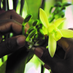 Coltivare la bellezza attraverso le proprietà dei fiori