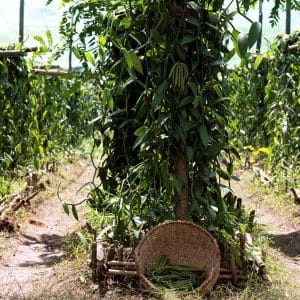 Coltivare la bellezza attraverso le proprietà dei fiori