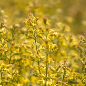 Coltivare la bellezza attraverso le proprietà dei fiori