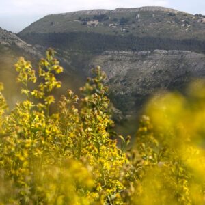 Coltivare la bellezza attraverso le proprietà dei fiori