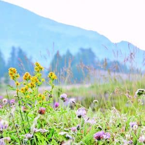 Coltivare la bellezza attraverso le proprietà dei fiori