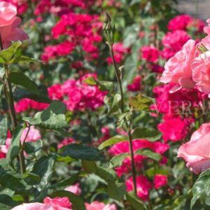 Parco Sigurtà, il giardino più bello d’Italia si trova in Veneto