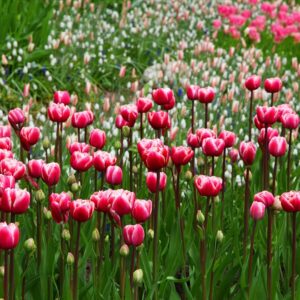 Parco Sigurtà, il giardino più bello d’Italia si trova in Veneto