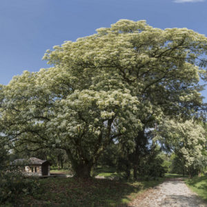 photo Archivio Grandi Giardini Italiani