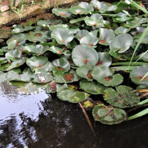 piante acquatiche nella artistica fontana