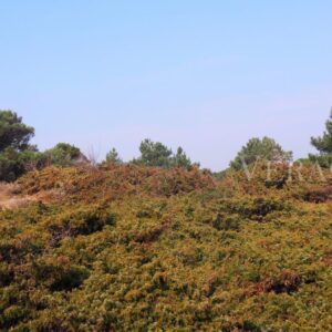 Porto Caleri, la spiaggia libera e il giardino botanico