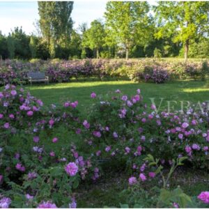 Visitare il Castello di Cordovado ed il labirinto di rose in Friuli Venezia Giulia