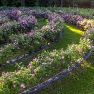 Visitare il Castello di Cordovado ed il labirinto di rose in Friuli Venezia Giulia