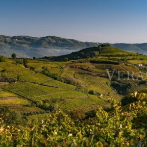 Vigneti della zona del Soave, Soave, VR, Veneto, Italy