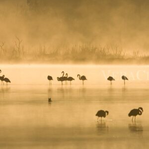 Photographed at the Gialova Lagoon of Pylos - Greece