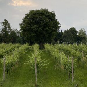 Cantina Io Mazzucato di Breganze, dove la degustazione diventa un piacere