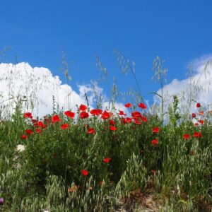 Pietramontecorvino, il borgo in Puglia da scoprire