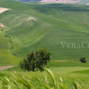 Pietramontecorvino, il borgo in Puglia da scoprire