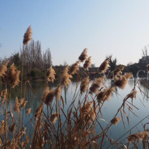 Il cimitero dei Burci a Treviso in Veneto