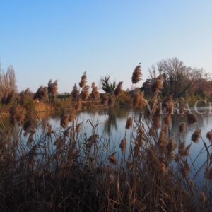 Il cimitero dei Burci a Treviso in Veneto