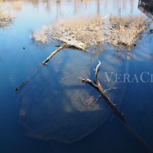 Il cimitero dei Burci a Treviso in Veneto