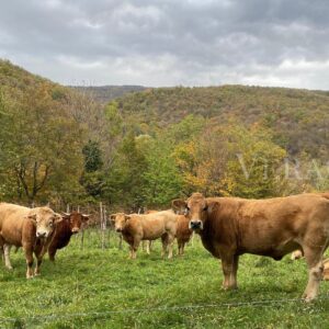 Prepotto, a un tiro di Schioppettino dalla Slovenia