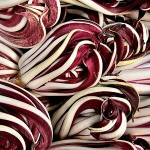 Il Radicchio Rosso di Treviso, come nasce e dove si trova