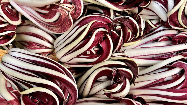 Radicchio Rosso Treviso