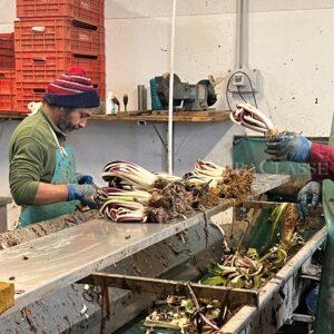 Il Radicchio Rosso di Treviso, come nasce e dove si trova