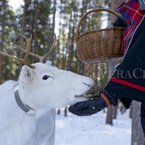 Sami farmer feeding a reindeer in the Arctic forest, Lapland, Sweden