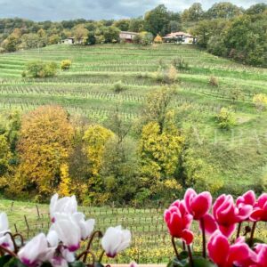 Prepotto, a un tiro di Schioppettino dalla Slovenia