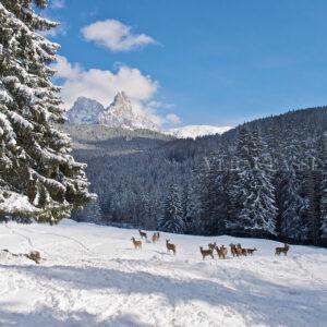 Primiero San Martino di Castrozza, una vacanza d’inverno