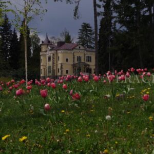 La fioritura dei tulipani a Terme di Levico