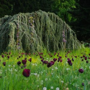 La fioritura dei tulipani a Terme di Levico