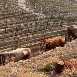 La vacanza al maso, un’esperienza autentica in Alto Adige