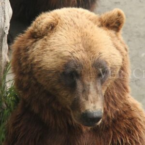 Viaggio in Alaska, tra parchi naturali e balene