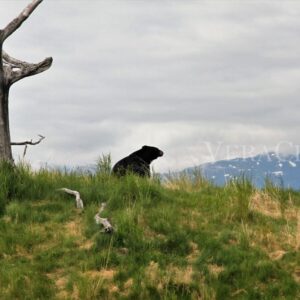 Viaggio in Alaska, tra parchi naturali e balene