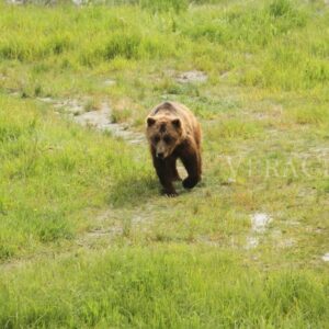 Viaggio in Alaska, tra parchi naturali e balene