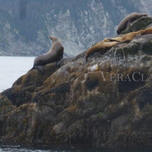 Viaggio in Alaska, tra parchi naturali e balene