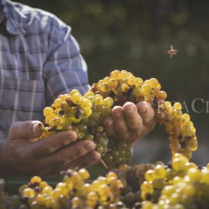 Il vino Lugana, il bianco autoctono più venduto nel 2022