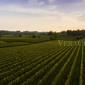 Il vino Lugana, il bianco autoctono più venduto nel 2022