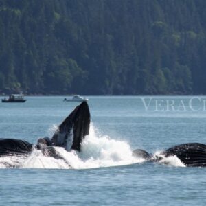 Viaggio in Alaska, tra parchi naturali e balene