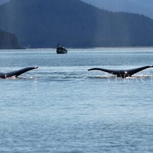 Viaggio in Alaska, tra parchi naturali e balene