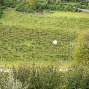 La Vigna di Sarah, la vendemmia notturna sulle colline patrimonio UNESCO