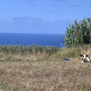 Visitare le isole Azzorre, cosa vedere e cosa fare