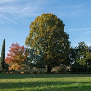 Il Mese del Foliage in Veneto: le proposte delle Dimore Storiche