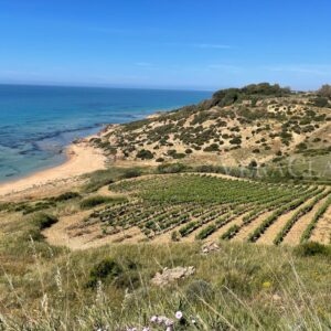 La Valle del Belìce in Sicilia e i suoi sapori