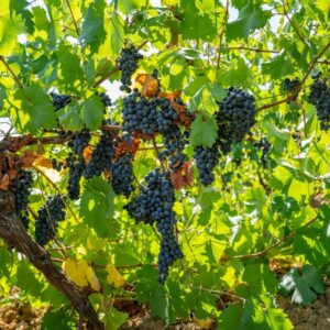 La Valle del Belìce in Sicilia e i suoi sapori