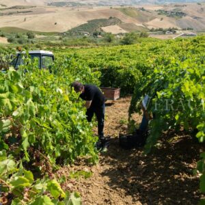 La Valle del Belìce in Sicilia e i suoi sapori